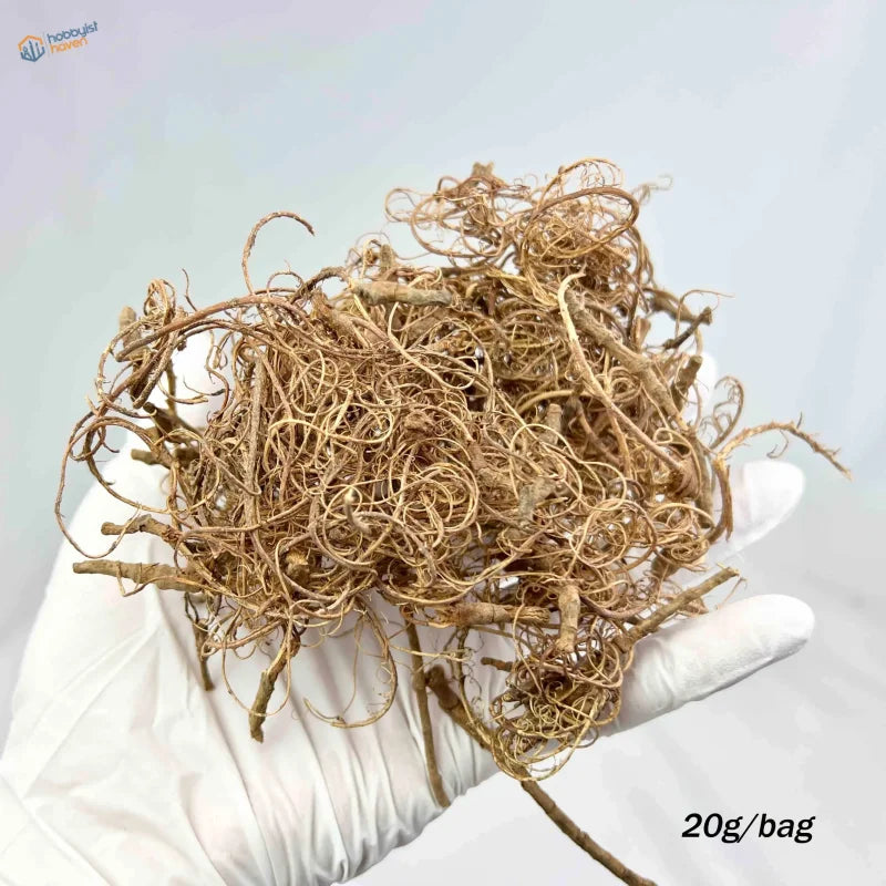 White-gloved hand holding 20g plant roots of dried light brown ginseng