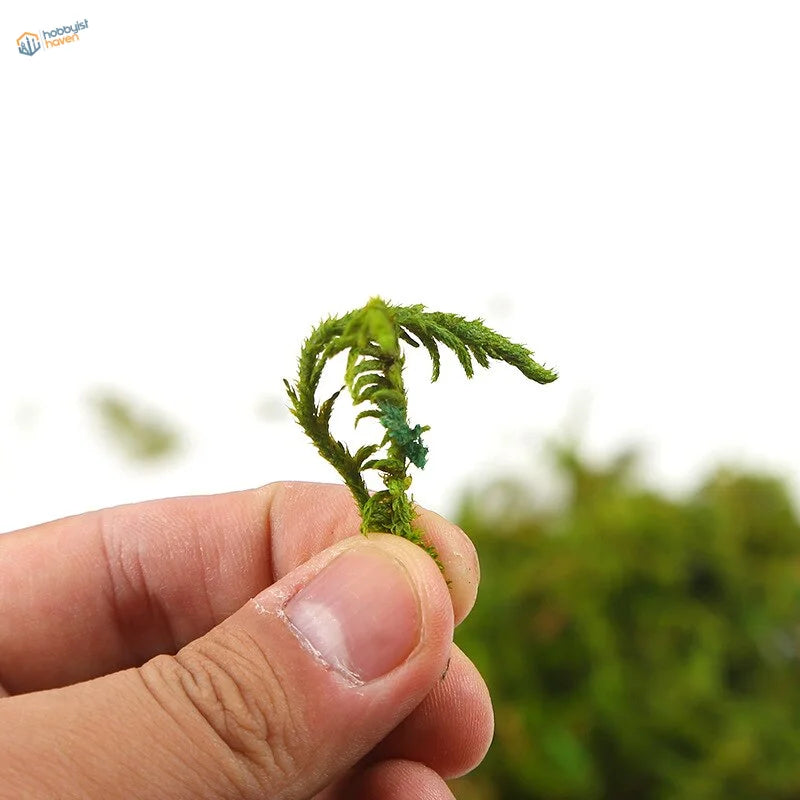 Delicate artificial moss fronds held in fingers for model building