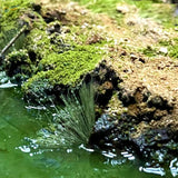 Delicate feathery green 10cm static grass emerges from water near mossy rocks