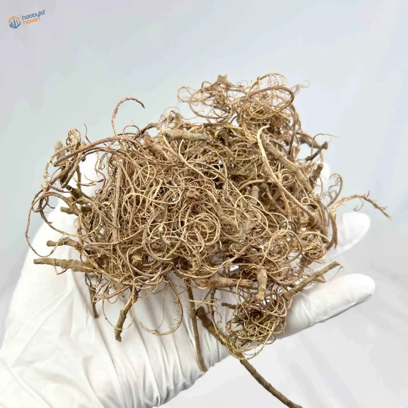 White-gloved hand holding tangled 20g plant roots vine hay