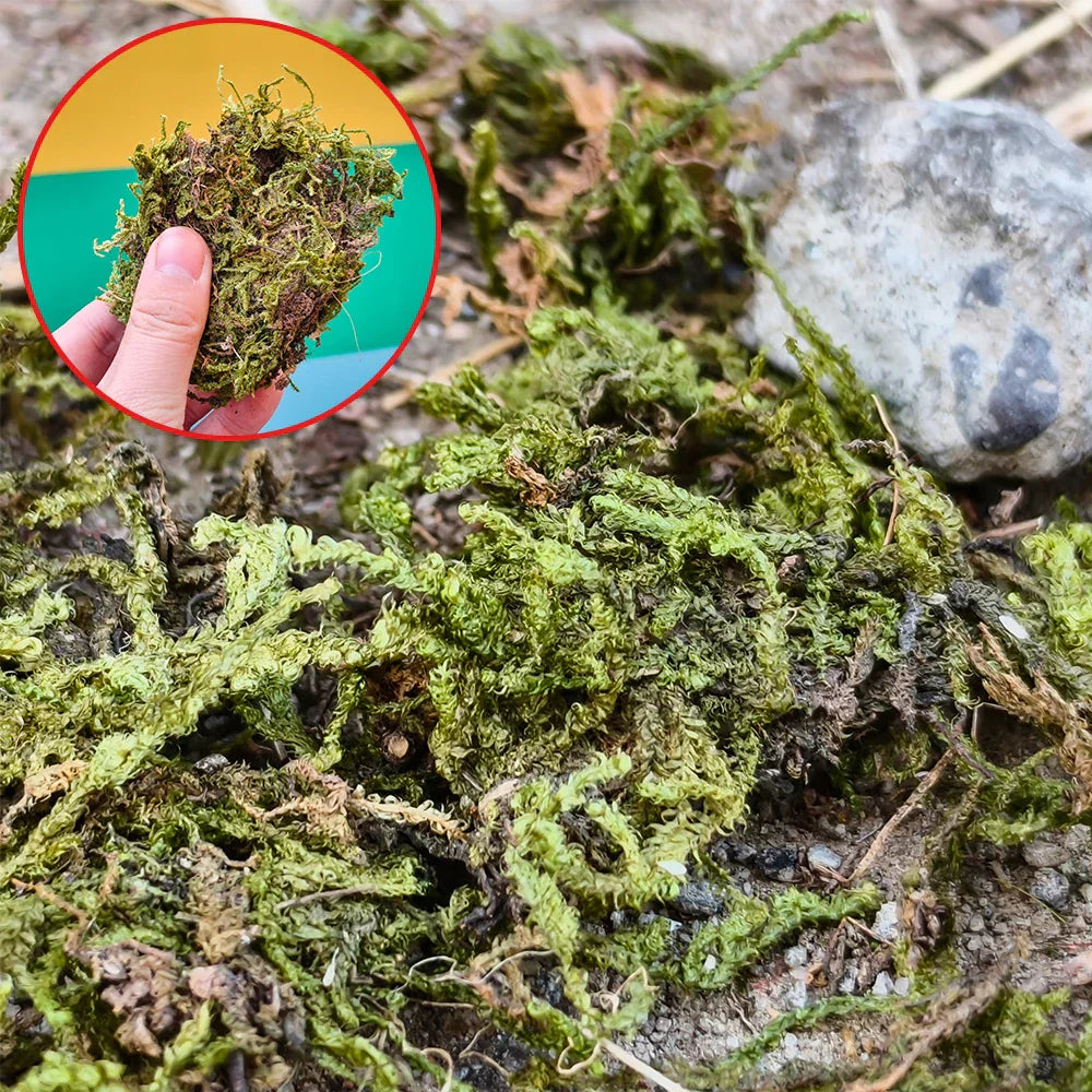Vibrant artificial green moss clump with textured brown earthy tones for scale models
