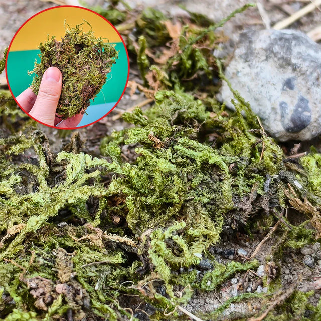 Vibrant artificial green moss clump with textured brown earthy tones for scale models