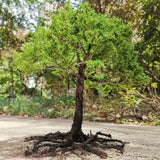 Scale model tree with dense green foliage and dark brown trunk
