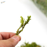 Vibrant artificial moss for model building, 30-60g bag, feathery green texture