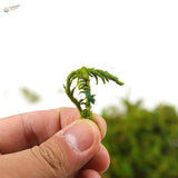 Delicate artificial moss fronds held in fingers for model building