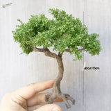 Handheld 4-15cm scale mountain pine tree bonsai with lush green foliage