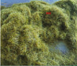 8mm green static grass: dense tangled greenish-yellow filamentous strands