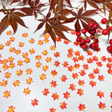 Vibrant red maple leaves confetti scattered on white surface
