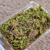 Artificial green moss with brown dried moss in clear plastic container for scale models