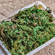 Vibrant artificial green moss in container for scale models