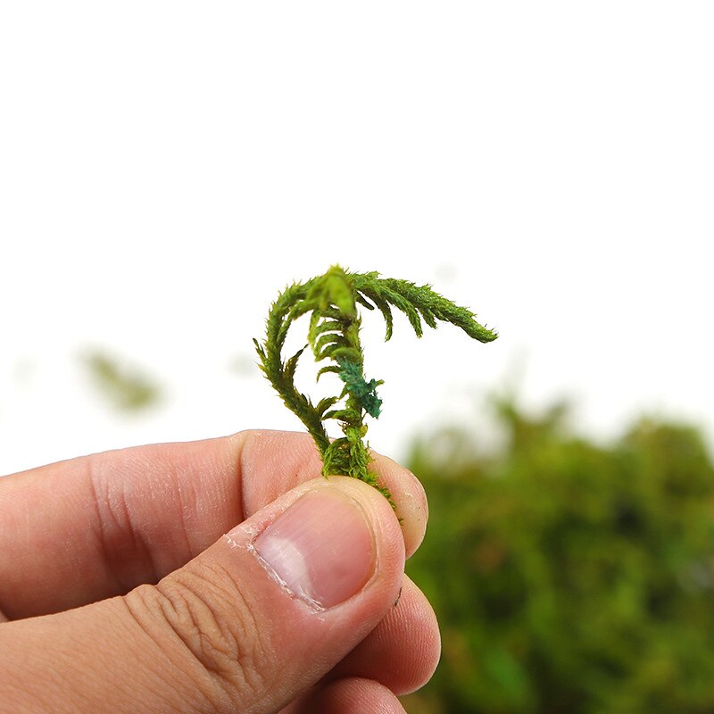 Delicate green moss for scale models held in fingers, 30/60g bag