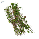 Miniature resin vine with fresh green ivy, slender brown stems, small leaves