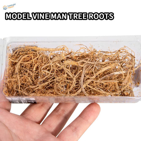 Miniature vine tree roots in transparent plastic container