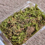 Artificial green moss with brown dried moss in clear plastic container for scale models