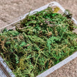 Vibrant artificial green moss in container for scale models